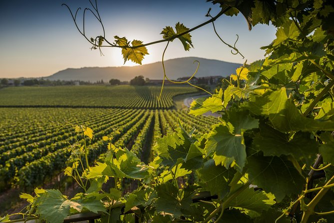 Rome Countryside Delights: Exclusive Wine Tasting Tour - Discover the Charm of Rome’s Countryside with an Exclusive Wine Tasting