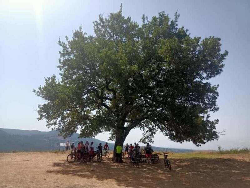 Rome E-Bike Tour: Frascati Vineyard & Wine Tasting Adventure - Vineyard Tour and Traditional Wine Tasting