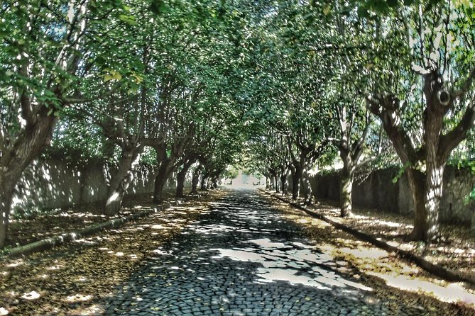 Rome: Frascati Vineyard Bike Tour with Train Tickets - Starting Point and Transportation Logistics