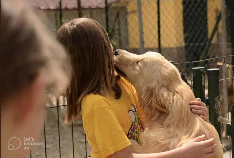 Rome: Guided Visit of a Golden Retriever and Cocker Spaniel Breeding Farm - Key Points