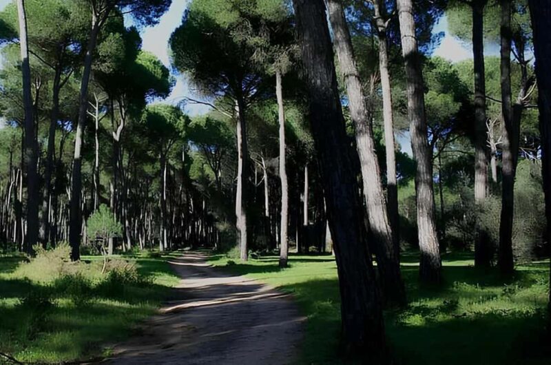 Rome: Horseback Riding Experience in Castel Fusano - Who Will Most Enjoy This Horseback Ride