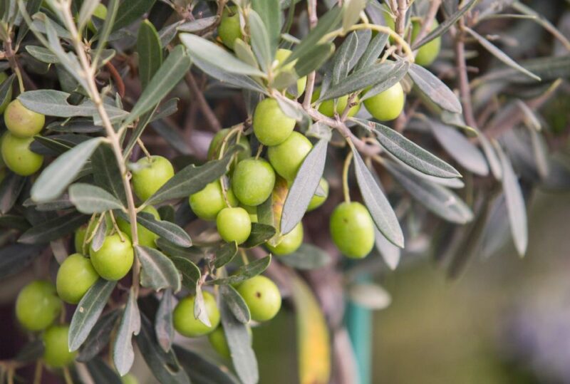 Rome: Masterclass Extra Virgin Olive Oil & Table Olives - Accessibility and Practical Tips