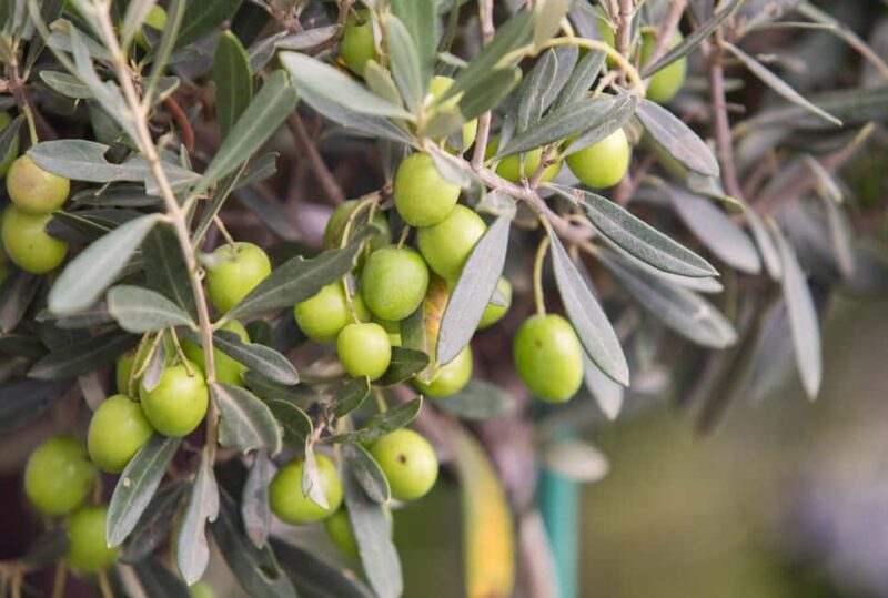 Rome: Masterclass Extra Virgin Olive Oil & Table Olives - Comparing This Class to Other Food Experiences in Rome