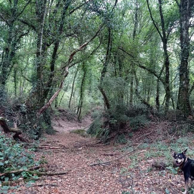 Rome: Trekking to Cesano's Woods - Key Points