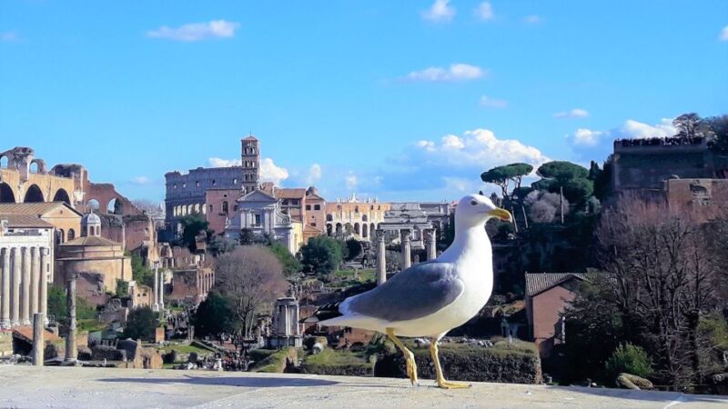Rome: Vatican & Colosseum Experience with Lunch & Transfers - Practical Details and Accessibility