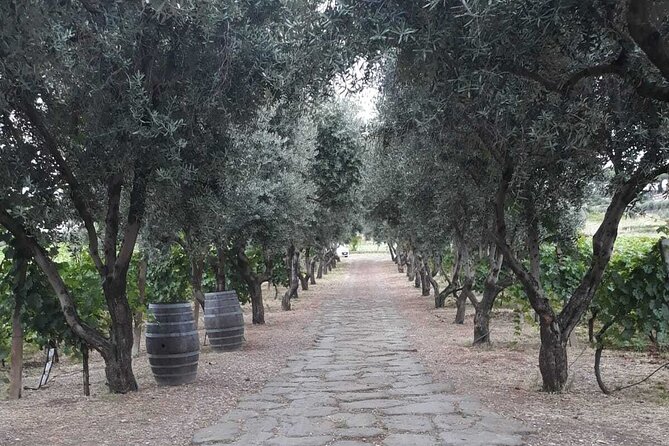 Rome: Wine Tour & Pizza Making Class in a Frascati's vineyard - 5 hours - Enjoying a Delicious Italian Lunch After the Class