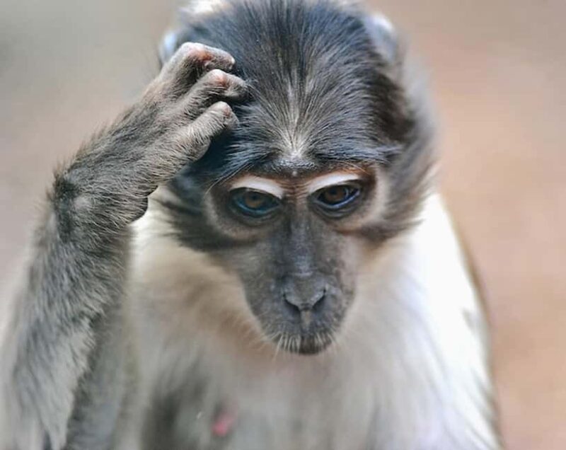 Rome: Zoo entry ticket + Villa Borghese Golf Cart Tour - Explore Rome’s Iconic Villa Borghese and the Historic Bioparco Zoo