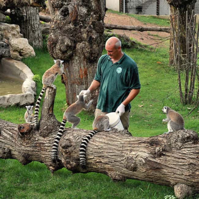 Rome: Zoo entry ticket + Villa Borghese Golf Cart Tour - Key Points