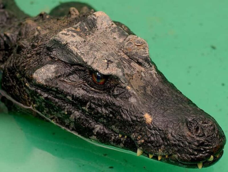 Rome: Zoo entry ticket + Villa Borghese Golf Cart Tour - Skip-the-Line Access to the Bioparco di Roma