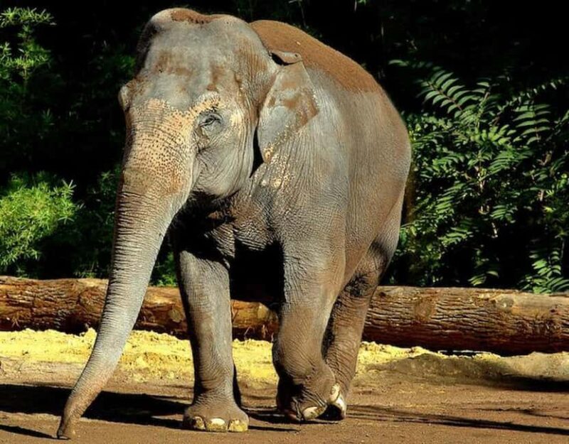 Rome: Zoo entry ticket + Villa Borghese Golf Cart Tour - Logistical Details and Meeting Point