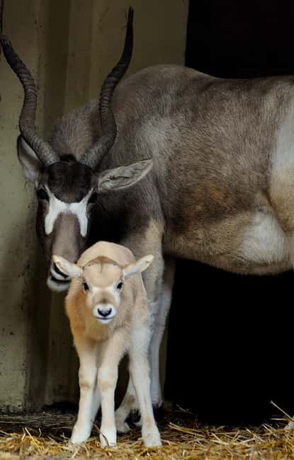 Rome: Zoo entry ticket + Villa Borghese Golf Cart Tour - Practical Tips for Participants