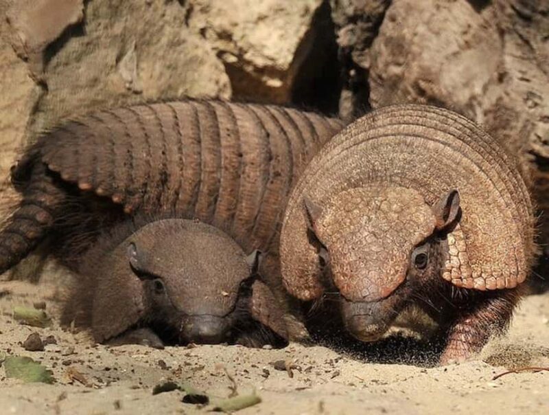 Rome: Zoo entry ticket + Villa Borghese Golf Cart Tour - Final Thoughts on the Rome: Zoo Entry Ticket + Villa Borghese Golf Cart Tour