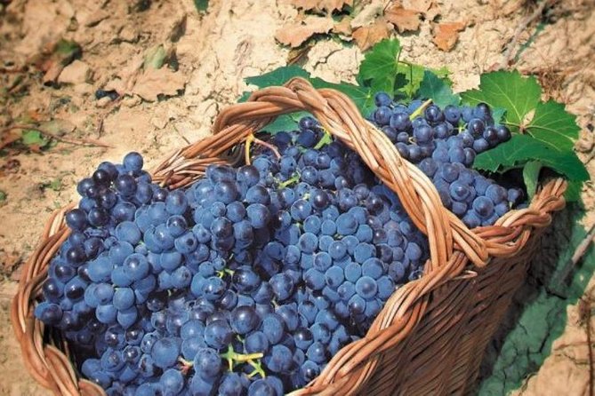 Rome's Vineyard Symphony: Countryside Winetasting Experience - The Vineyard’s Atmosphere and Views