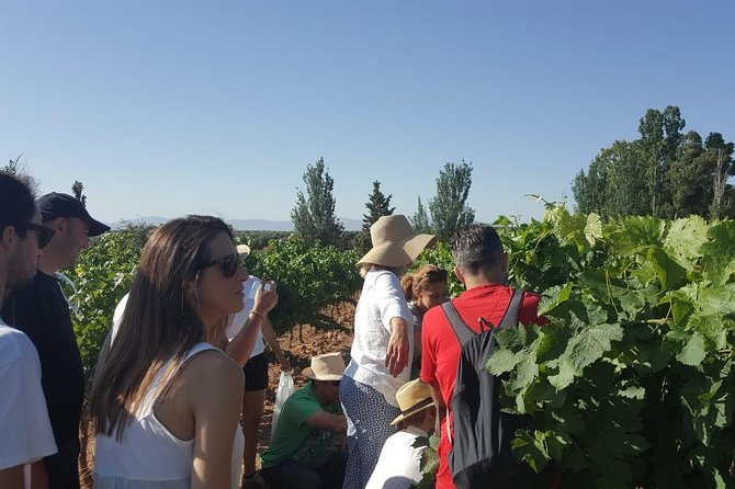 Ronda Day Tour and Winery Visits from Marbella - From Marbella to the Historic Heart of Ronda