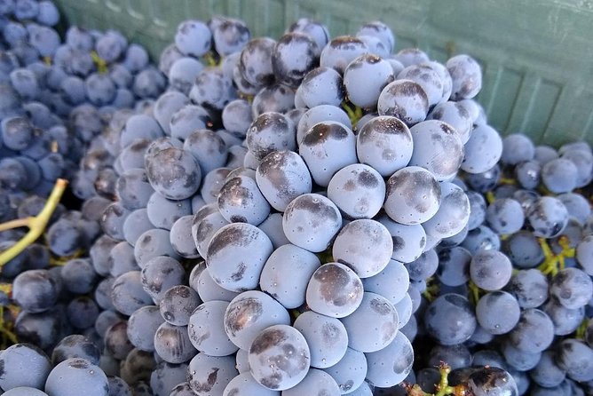 Ronda Day Tour and Winery Visits from Marbella - The Logistics of the Pickup and Drop-off