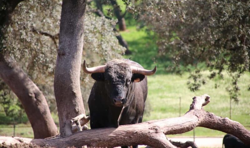 Ronda: Entrance to Reservatauro Ronda - Accessibility and Ease of Booking