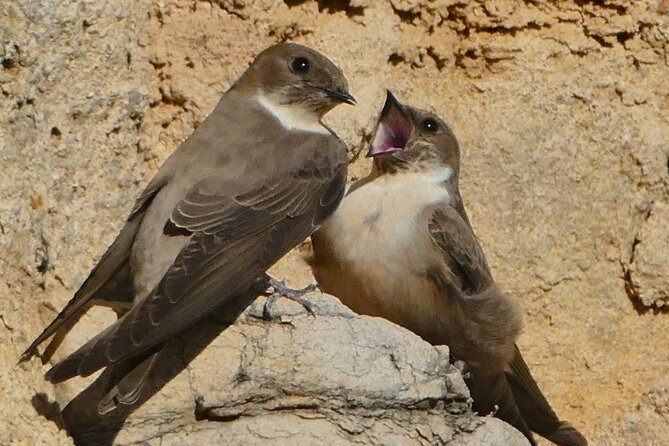 Ronda Nature and Scenic Private Hiking Tour - Exploring El Tajo de Ronda and Its Geological Marvels