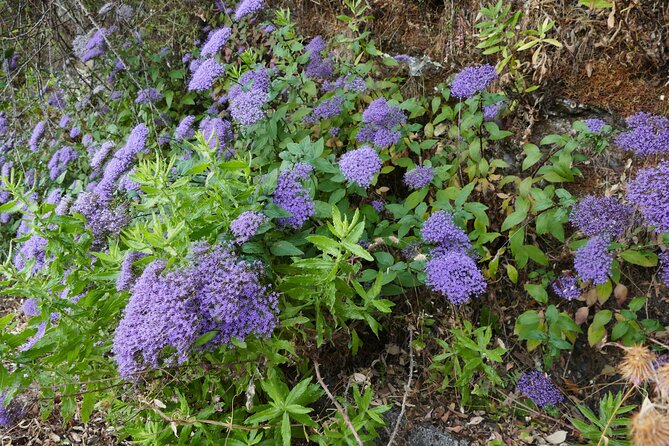 Ronda Nature and Scenic Private Hiking Tour - Frequently Asked Questions