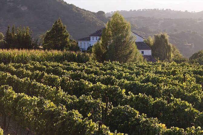 Ronda Organic Wine Tour from Marbella - Return to Marbella with a Comfortable Drive