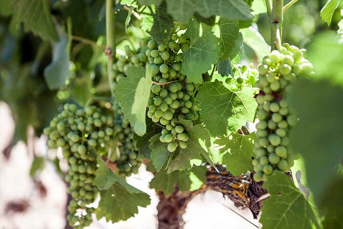 Ronda Organic Wine Tour from Marbella - Booking and Cancellation Policies