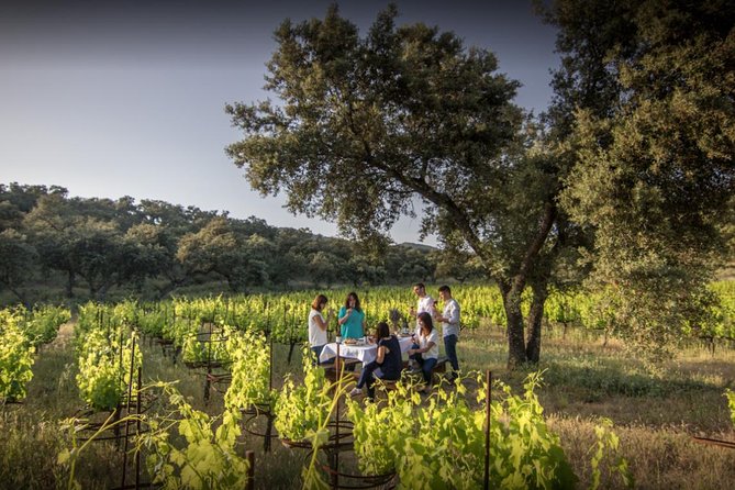 Ronda Private Full Day Wine Tour - Key Points