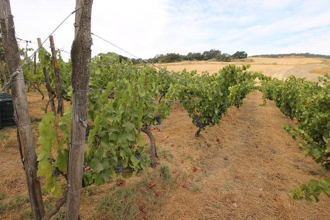 Ronda Private Full Day Wine Tour - Exploring Finca La Melonera’s Organic Vineyards