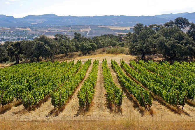 Ronda Private Full Day Wine Tour - Scenic Drive and Andalusian Landscape Views
