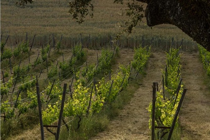 Ronda Private Wine Tour and Tapas from Marbella - Key Points