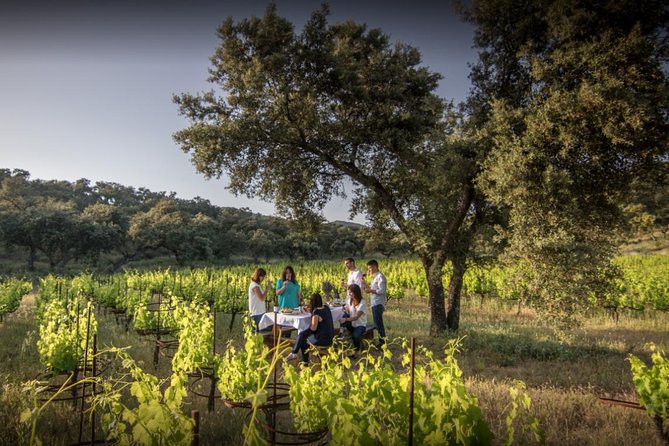 Ronda Private Wine Tour + Free Time in Ronda - Free Time to Explore Historic Ronda