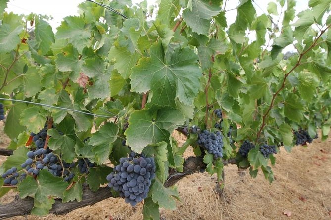 Ronda Private Wine Tour + Free Time in Ronda - Who Will Appreciate This Tour Most?