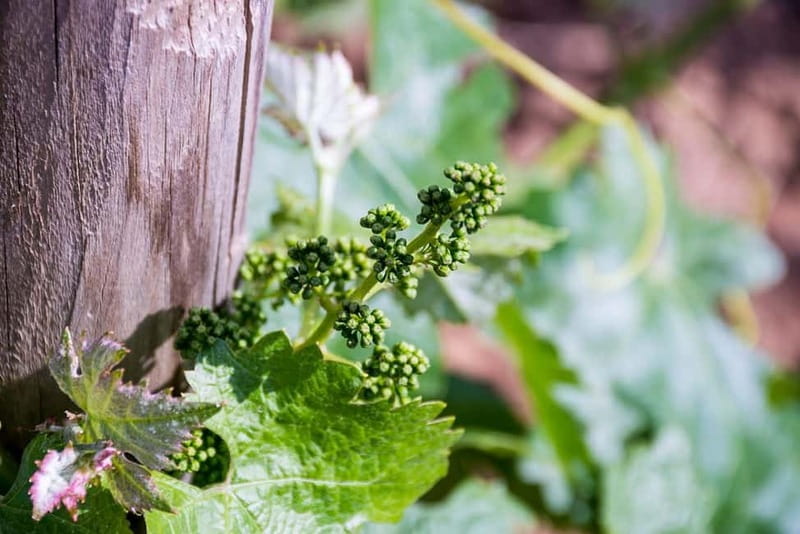 Ronda: Winery Tour with Wine Tasting and Tapas - Practical Details and Group Experience