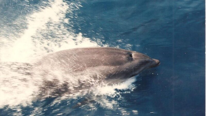 Roses: Cruise to Cala Murtra with Underwater Views - Underwater Viewing Deck: Marine Life and Seabed Views