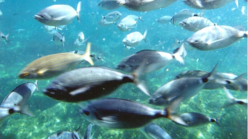 Roses: Cruise to Cala Murtra with Underwater Views - Comparing Similar Experiences in Roses