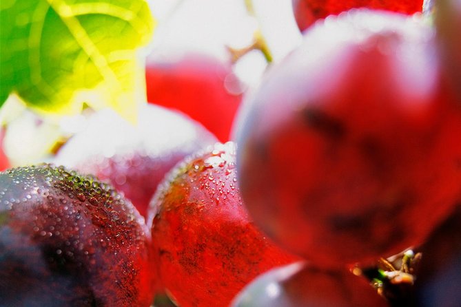 Roséwinetasting Parties or Workshops with a WineEducator at your place - Key Points