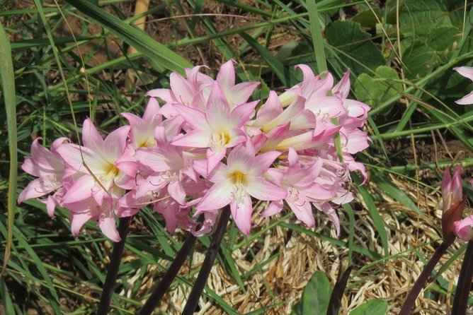 Rota do Vinho - Wine Route (Half Day Walk) - The Experience Provider: Madeira Sunrise Tours