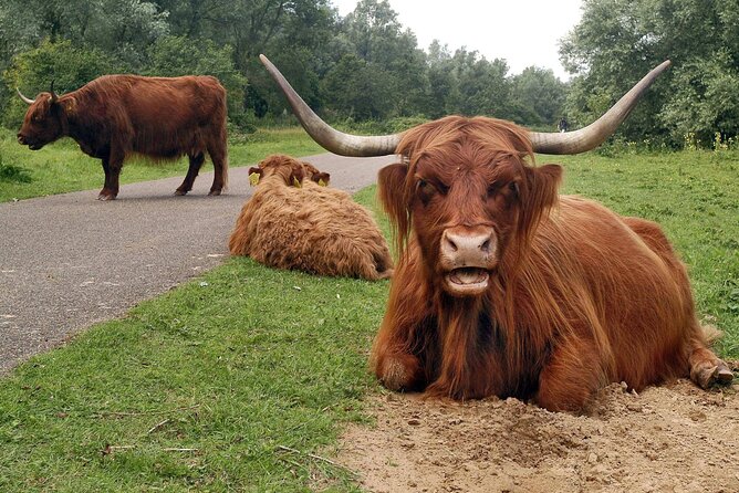 Rotterdam countryside on the wheels - bike tour around city - The Sum Up: A Scenic Escape with a Local Touch