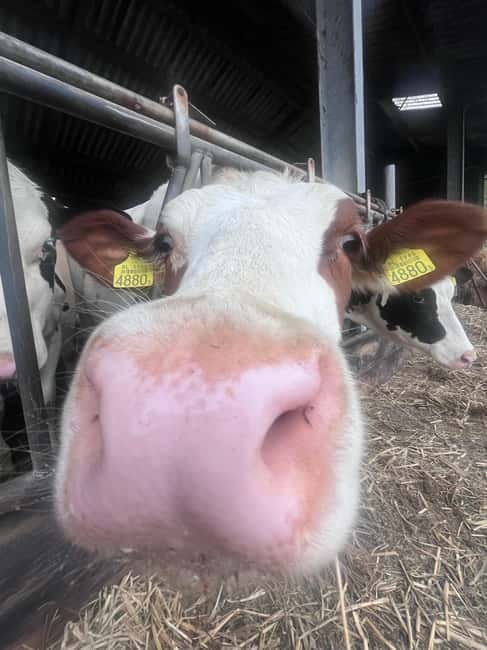 Rotterdam: Kinderdijk UNESCO Cheese Farm Experience - Transition to the Cheese Farm by Passenger Bus