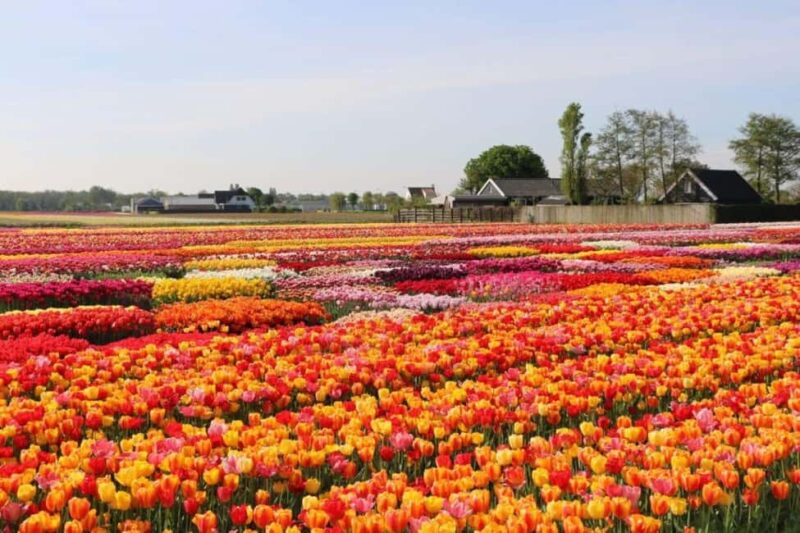 Rotterdam: Private Sightseeing Tour Keukenhof & Tulip fields - Key Points