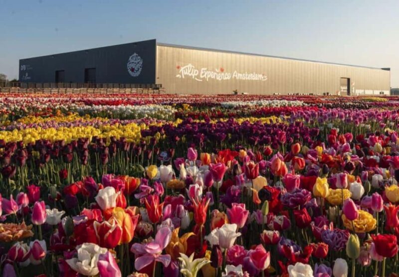 Rotterdam: Private Tour Tulips, Keukenhof, Windmill & Cheese - Key Points
