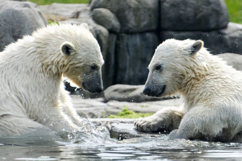 Rotterdam: Rotterdam Zoo Blijdorp Entry Ticket - Discover Rotterdam Zoo Blijdorp’s Unique Highlights for Animal Enthusiasts