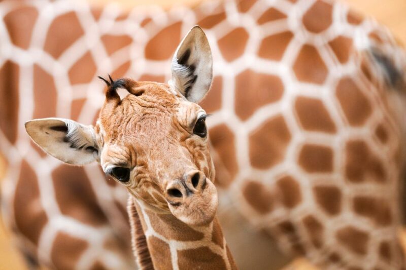 Rotterdam: Rotterdam Zoo Blijdorp Entry Ticket - African Savanna and Gorilla Island Encounters