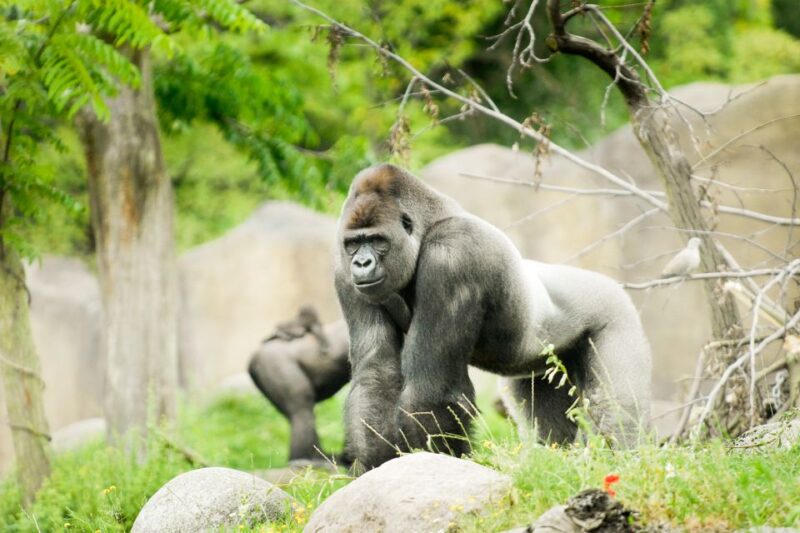 Rotterdam: Rotterdam Zoo Blijdorp Entry Ticket - Asian and Tropical Green Habitats