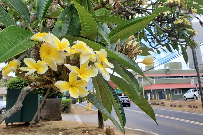 Round Trip North Shore Shuttle from Waikiki to Haleiwa Town / Haleiwa Harbor - Booking, Cancellation, and Customer Service