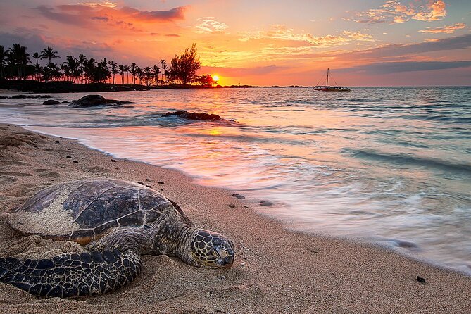 Round Trip Private Transfer Honolulu Airport HNL to Honolulu City - What to Expect at Pickup and Drop-off Locations