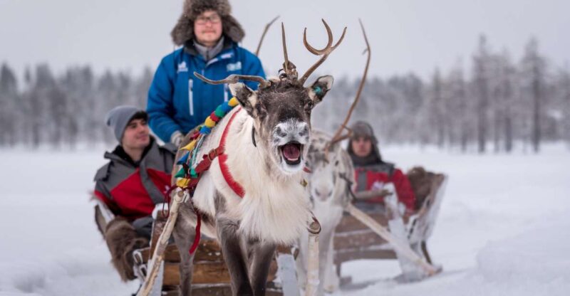 Rovaniemi: 2km Reindeer Sled Ride Through the Forest - Key Points