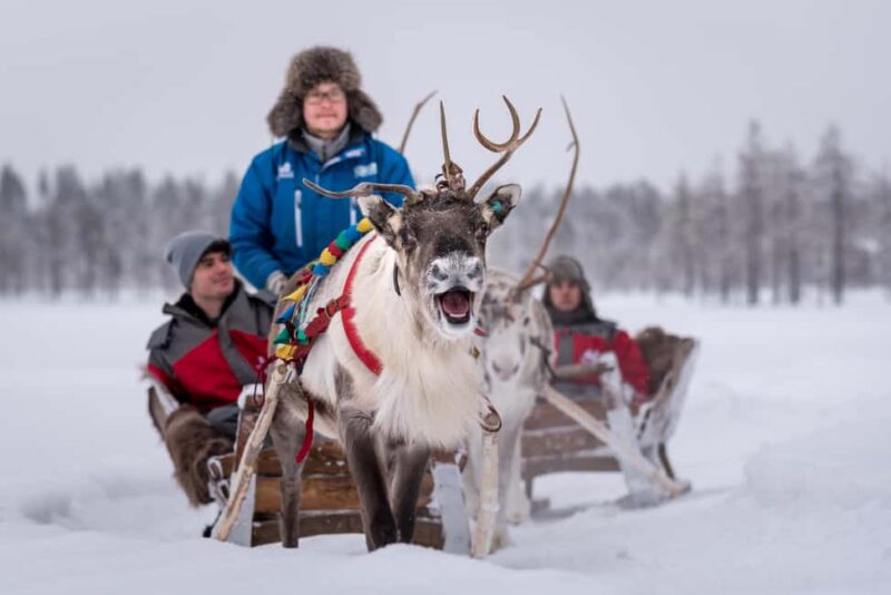 Rovaniemi: 2km Reindeer Sled Ride Through the Forest - Rovaniemi Reindeer Sled Ride: 2km Through Finnish Lapland’s Forests