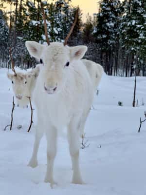 Rovaniemi: 3h Electric Snowmobile Safari at Reindeer Farm - Physical Requirements and Safety Precautions