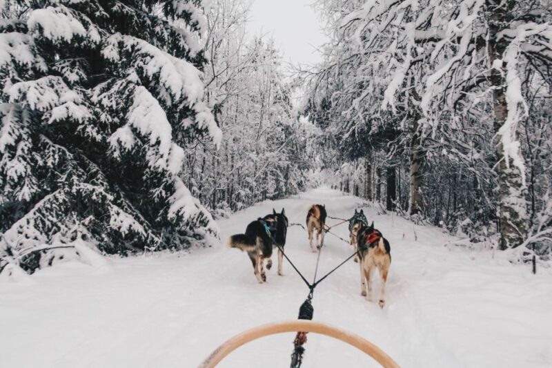 Rovaniemi: 7-Kilometer Self-Driven Apukka Husky Adventure - Meeting Point and Transportation in Rovaniemi