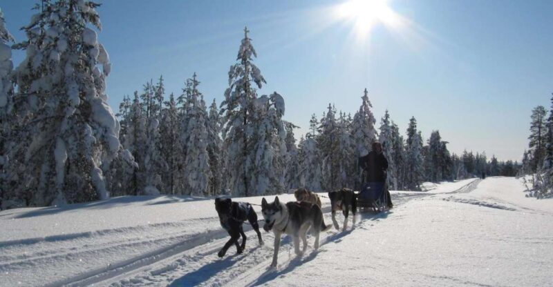 Rovaniemi: 7-Kilometer Self-Driven Apukka Husky Adventure - Additional Activities and Overall Value