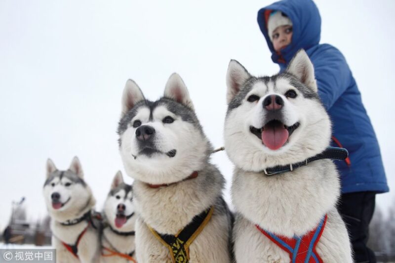 Rovaniemi: 7km Self-Drive Husky Sleigh Ride Adventure - Key Points